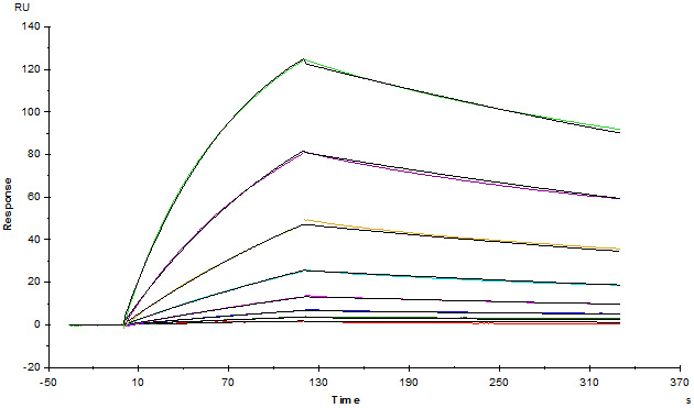 Functional Studies - Recombinant human CTLA4 protein (Active) (AB167727), expandable thumbnail