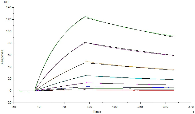 Functional Studies - Recombinant human CTLA4 protein (Active) (AB167727)