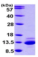 SDS-PAGE - Recombinant Human CTNNBIP1/ICAT protein (His tag N-Terminus) (AB101468)