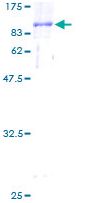 SDS-PAGE - Recombinant Human CTP synthase/CTPS protein (GST tag N-Terminus) (AB132558)