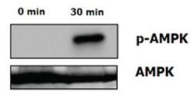 Functional Studies - Recombinant human CTRP5 protein (AB109041)