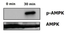 Functional Studies - Recombinant human CTRP5 protein (AB109041)