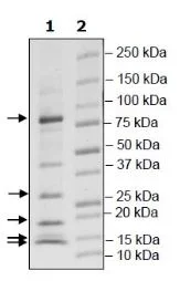 SDS-PAGE - Recombinant Human CUL-2 + Elongin-B + Elongin-C + RBX1 + VHL protein (6x His N-Term, DDDDK N-Term) (AB271787)