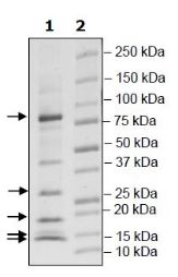 SDS-PAGE - Recombinant Human CUL-2 + Elongin-B + Elongin-C + RBX1 + VHL protein (Tagged) (AB271787), expandable thumbnail