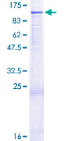 Recombinant Human Cullin 1/CUL-1 protein