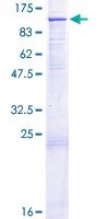SDS-PAGE - Recombinant Human Cullin 1/CUL-1 protein (GST tag N-Terminus) (AB131835)