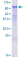 Recombinant Human Cullin 2/CUL-2 protein