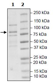 SDS-PAGE - Recombinant Human Cullin 2/CUL-2 protein (DDDDK tag N-Terminus) (AB271483)