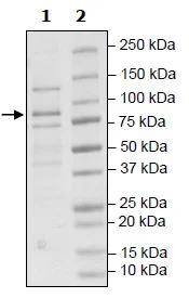 SDS-PAGE - Recombinant Human Cullin 2/CUL-2 protein (DDDDK tag N-Terminus) (AB271483)