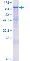 SDS-PAGE - Recombinant Human Cullin 2/CUL-2 protein (GST tag N-Terminus) (AB160038)