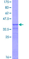 SDS-PAGE - Recombinant Human Cullin 3/CUL-3 protein (GST tag N-Terminus) (AB152872)