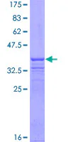 SDS-PAGE - Recombinant Human Cullin 3/CUL-3 protein (GST tag N-Terminus) (AB152872)