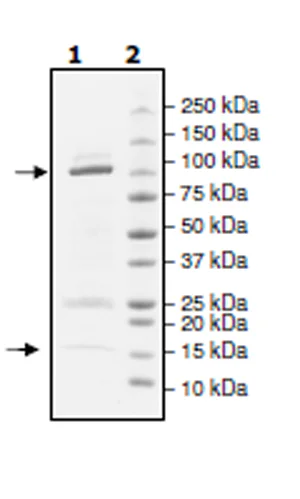 SDS-PAGE - Recombinant Human Cullin 3/CUL-3 + RBX1 protein (GST tag N-Terminus, Tag Free) (AB271484)