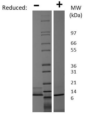 SDS-PAGE - Recombinant human CX3CL1 protein (Active) (AB269216), expandable thumbnail