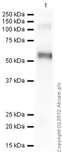 Western blot - Recombinant Human CX3CR1 protein (AB112276), expandable thumbnail