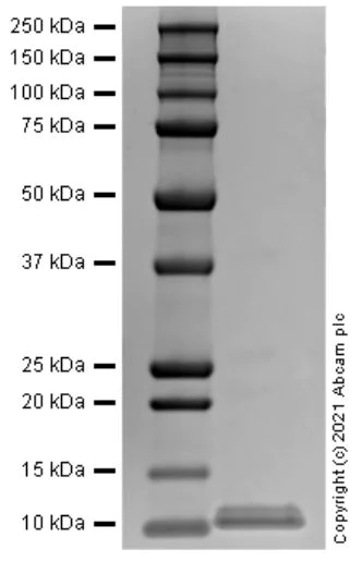 SDS-PAGE - Recombinant human CXCL10/IP10 protein (Active) (AB280332)