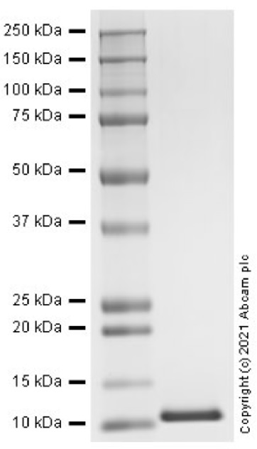 SDS-PAGE - Recombinant Human CXCL11 Protein (Active) (AB283901), expandable thumbnail