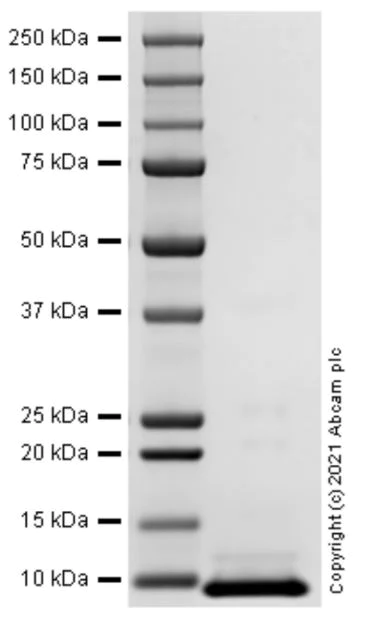 SDS-PAGE - Recombinant Human CXCL13 protein (AB283897)