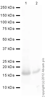 Western blot - Recombinant Human CXCL13 protein (AB9976)