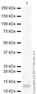 Western blot - Recombinant human CXCL14 protein (AB50043), expandable thumbnail
