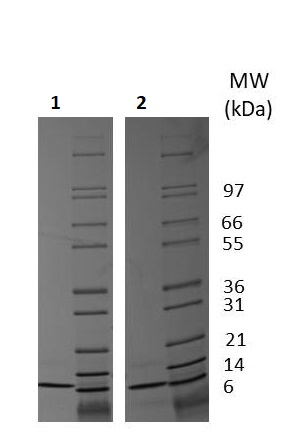 SDS-PAGE - Recombinant human CXCL2 protein (Active) (AB256023), expandable thumbnail