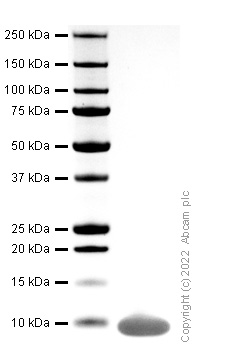SDS-PAGE - Recombinant Human CXCL2 Protein (Active) (AB307353), expandable thumbnail