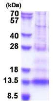 SDS-PAGE - Recombinant Human CXCL4L1 protein (His tag N-Terminus) (AB180290)