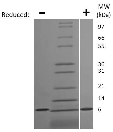 SDS-PAGE - Recombinant human CXCL5 protein (AB207960)