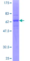 SDS-PAGE - Recombinant Human CXCR2 protein (GST tag N-Terminus) (AB112309)