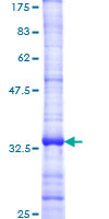 SDS-PAGE - Recombinant Human CXCR3 protein (GST tag N-Terminus) (AB114323)