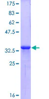 SDS-PAGE - Recombinant Human CXCR4 protein (GST tag N-Terminus) (AB159899)