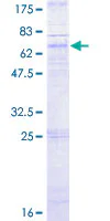 SDS-PAGE - Recombinant Human CXCR5 protein (GST tag N-Terminus) (AB157964)