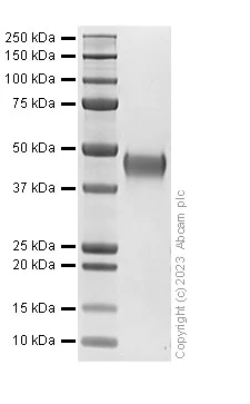 SDS-PAGE - Recombinant Human CXL16 Protein (AB313366)