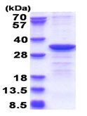 SDS-PAGE - Recombinant Human CYB5R2 protein - BSA and Azide free (AB180333), expandable thumbnail