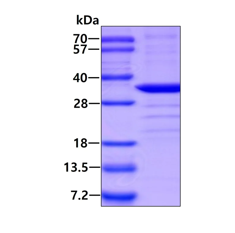 SDS-PAGE - Recombinant Human CYB5R2 protein - BSA and Azide free (His tag N-Terminus) (AB180333)