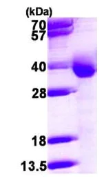 SDS-PAGE - Recombinant Human CYB5R3 protein (His tag N-Terminus) (AB119468)
