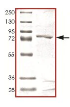 SDS-PAGE - Recombinant Human Cyclin A2 protein (AB125570)
