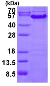 SDS-PAGE - Recombinant Human Cyclin A2 protein (AB126696)