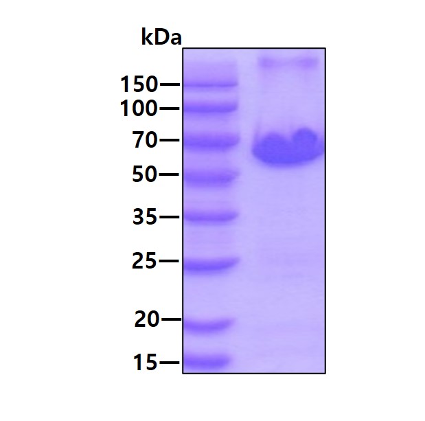 SDS-PAGE - Recombinant Human Cyclin B1 protein (His tag N-Terminus) (AB128445)