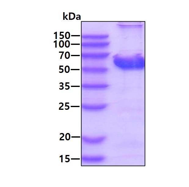 SDS-PAGE - Recombinant Human Cyclin B2/CCNB2 protein (AB128444), expandable thumbnail