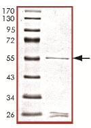 Recombinant Human Cyclin C protein