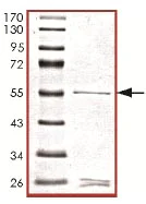 SDS-PAGE - Recombinant Human Cyclin C protein (AB127682)