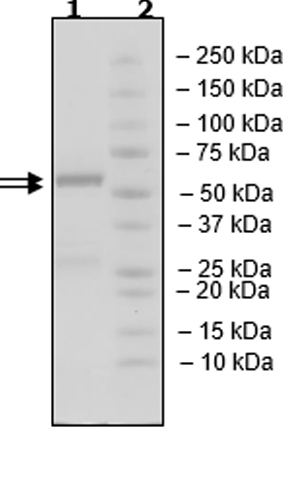 SDS-PAGE - Recombinant human Cyclin D3/CCND3 + Cdk4 protein (Active) (AB271459), expandable thumbnail