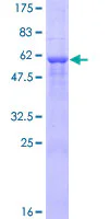 SDS-PAGE - Recombinant Human Cyclin D3/CCND3 protein (GST tag N-Terminus) (AB158041)