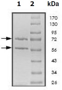 SDS-PAGE - Recombinant human Cyclin E1 + CDK3 protein (Active) (AB196131), expandable thumbnail