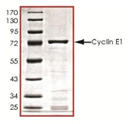 SDS-PAGE - Recombinant Human Cyclin E1 protein (AB119719)