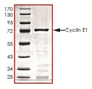 SDS-PAGE - Recombinant Human Cyclin E1 protein (GST tag N-Terminus) (AB119719)
