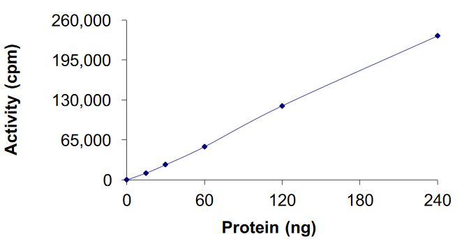 Recombinant human Cyclin E2 + CDK2 protein (Active)