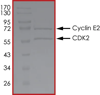 SDS-PAGE - Recombinant human Cyclin E2 + CDK2 protein (Active) (AB268396)