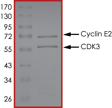 Recombinant human Cyclin E2 + CDK3 protein (Active)